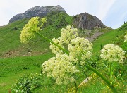 46 Ligusticum porteri (Osha) per le 'Canne d'organo'